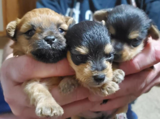 Illustration de l'article : Ces chiots issus d'un mélange inédit de races ont conquis le cœur des bénévoles du refuge