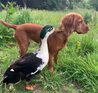 Illustration de l'article : Découvrez la belle histoire entre Fern, une petite chienne, et son meilleur ami Dennis