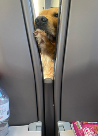 Illustration de l'article : La tentative comique d’un Golden Retriever, pour prendre part au repas d’un voyageur de train assis derrière lui (vidéo)