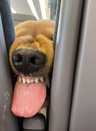 Illustration de l'article : La tentative comique d’un Golden Retriever, pour prendre part au repas d’un voyageur de train assis derrière lui (vidéo)