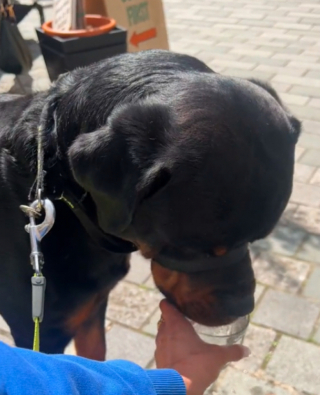 Illustration de l'article : La discrimination existe aussi chez les chiens : ce Rottweiler est traité différemment à cause de sa race