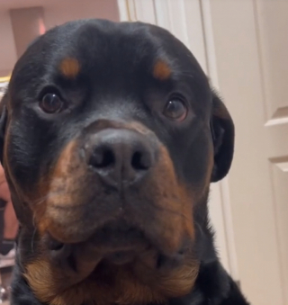Illustration de l'article : La discrimination existe aussi chez les chiens : ce Rottweiler est traité différemment à cause de sa race