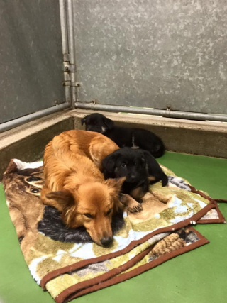 Illustration de l'article : Cette chienne à l’instinct maternel s’échappe de son box pour aller rassurer deux chiots apeurés