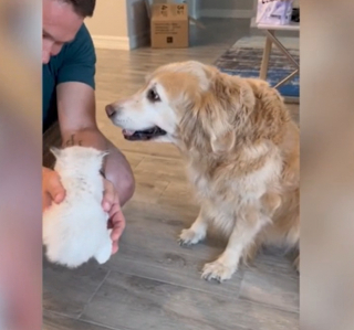 Illustration de l'article : Lucy, la Golden Retriever, fait preuve d'une douceur exemplaire lors de sa première rencontre avec des chatons