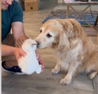 Illustration de l'article : Lucy, la Golden Retriever, fait preuve d'une douceur exemplaire lors de sa première rencontre avec des chatons