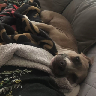 Illustration de l'article : Une chienne apeurée navigue de refuge en refuge à cause d’une succession de catastrophes inattendue