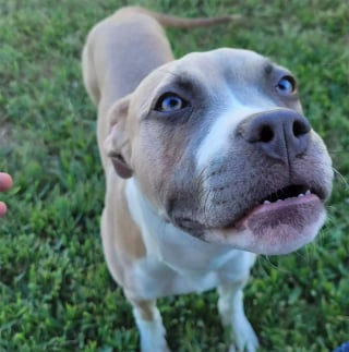 Illustration de l'article : Une chienne apeurée navigue de refuge en refuge à cause d’une succession de catastrophes inattendue