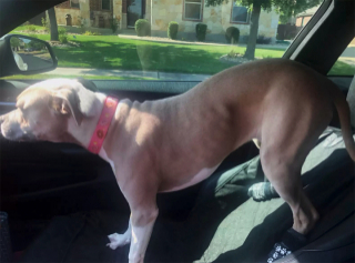 Illustration de l'article : Une chienne apeurée navigue de refuge en refuge à cause d’une succession de catastrophes inattendue