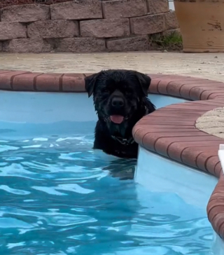 Illustration de l'article : Ce charmant Rottweiler sait faire les yeux doux à sa petsitter pour obtenir ce qu’il veut