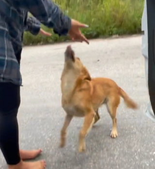 Illustration de l'article : En vacances, cette femme croise la route d’une adorable chienne et met tout en œuvre pour l’adopter