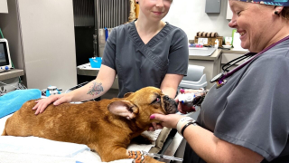 Illustration de l'article : Le sauvetage éprouvant de 21 Bouledogues Français livrés à eux-mêmes dans un élevage qui avait simplement laissé un mot sur la porte