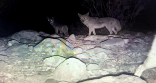 Illustration de l'article : Découvrez l’histoire intrigante de Ghost, le chien abandonné vivant parmi les coyotes