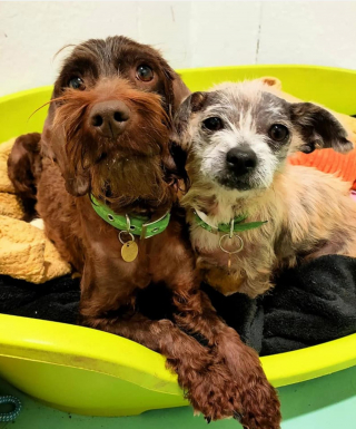 Illustration de l'article : À cause d’une maladie de peau douloureuse, ces 2 chiennes ont l’air de se transformer en statues de pierre