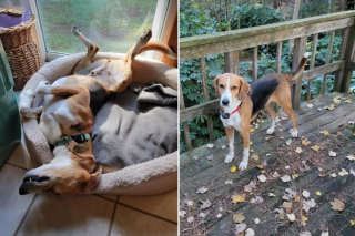 Illustration de l'article : Délaissé pendant 700 jours dans un refuge, un chien terrorisé par les étrangers espère une issue heureuse