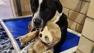 Illustration de l'article : Dans l’attente d’une famille aimante, Jane la croisée Border Collie se console avec un drôle de doudou
