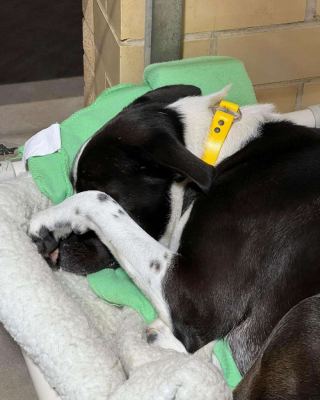 Illustration de l'article : Dans l’attente d’une famille aimante, Jane la croisée Border Collie se console avec un drôle de doudou