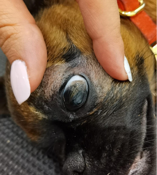 Illustration de l'article : L'évolution de l'ophtalmologie vétérinaire vue par le Dr Laurent Bouhanna, spécialiste et directeur de la clinique Ophtavet