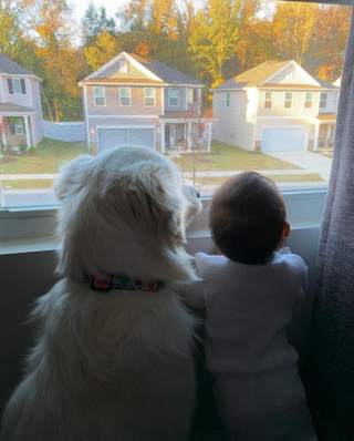 Illustration de l'article : Ce chien protecteur veillant à la sécurité d’une petite fille pendant sa séance de toboggan attendrit les internautes (vidéo)