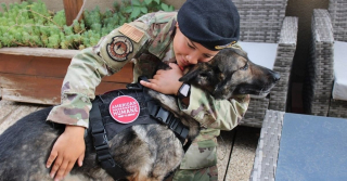 Illustration de l'article : Après avoir frôlé la mort, ce chien militaire peut démarrer sa retraite bien méritée 