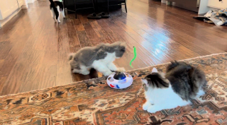 Illustration de l'article : Après 2 années sans jouer, ce chat sénior se prend de passion pour un tout nouveau gadget