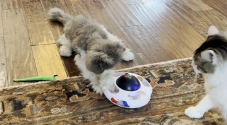 Illustration de l'article : Après 2 années sans jouer, ce chat sénior se prend de passion pour un tout nouveau gadget