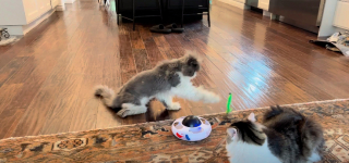 Illustration de l'article : Après 2 années sans jouer, ce chat sénior se prend de passion pour un tout nouveau gadget