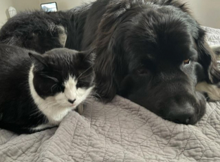 Illustration de l'article : Pour rester calme chez le vétérinaire, ce chat a besoin du soutien émotionnel de son ami chien (vidéo)