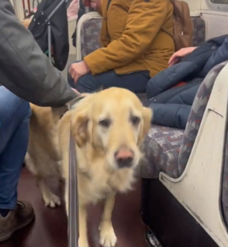 Illustration de l'article : Ce Golden Retriever étonne sa maîtresse par sa grande passion pour les voyages en métro