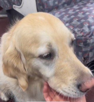 Illustration de l'article : Ce Golden Retriever étonne sa maîtresse par sa grande passion pour les voyages en métro