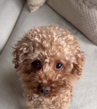 Illustration de l'article : Le bonheur retrouvé de Roméo, un petit chien qui ne supporte pas l'absence de sa propriétaire