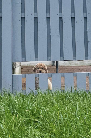 Illustration de l'article : Pour que leur chien ne s’ennuie plus, ces maîtres ont eu une idée étonnante mais efficace