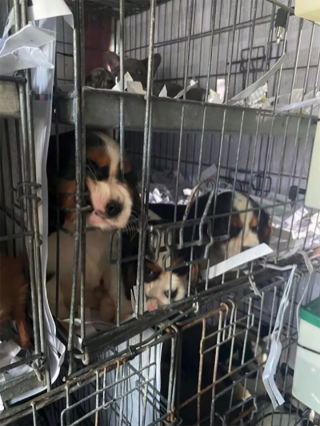 Illustration de l'article : Un contrôle à la frontière permet de repérer une camionnette avec 72 chiots déshydratés à l'intérieur issus du commerce illégal