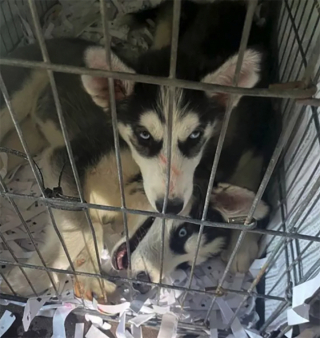 Illustration de l'article : Un contrôle à la frontière permet de repérer une camionnette avec 72 chiots déshydratés à l'intérieur issus du commerce illégal