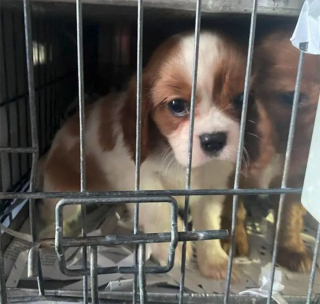 Illustration de l'article : Un contrôle à la frontière permet de repérer une camionnette avec 72 chiots déshydratés à l'intérieur issus du commerce illégal