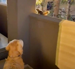 Illustration de l'article : Chaque jour, ce Golden Retriever attend impatiemment la visite de son meilleur ami, un écureuil sauvage (vidéo)