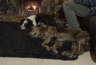 Illustration de l'article : L'histoire de Charlie, un chien qui reprend peu à peu confiance en l’humain après un passé compliqué