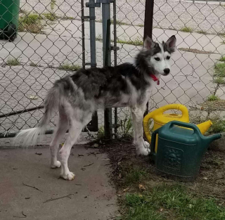 Illustration de l'article : Mikita, une petite chienne errante retrouvée émaciée, sans poils et atteinte de la gale, tente de se reconstruire avec l’aide des bénévoles