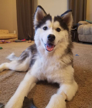 Illustration de l'article : Mikita, une petite chienne errante retrouvée émaciée, sans poils et atteinte de la gale, tente de se reconstruire avec l’aide des bénévoles