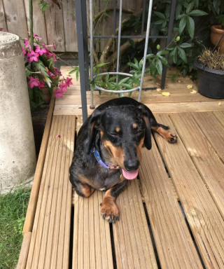 Illustration de l'article : Une chienne Teckel tente de se reconstruire après avoir été sauvée d’un élevage de masse qui souhaitait se débarrasser d’elle dans un abattoir