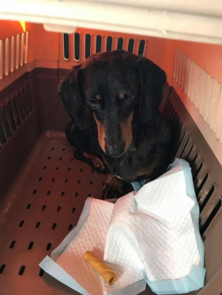 Illustration de l'article : Une chienne Teckel tente de se reconstruire après avoir été sauvée d’un élevage de masse qui souhaitait se débarrasser d’elle dans un abattoir