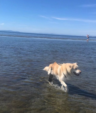 Illustration de l'article : Un Golden Retriever en état d’obésité morbide recouvre le chemin de la santé grâce à une bénévole dévouée (vidéo)