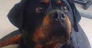 Illustration de l'article : Deux ans de bonheur pour cette chienne séniore qui n’avait pas encore connue la vie de famille