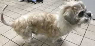 Illustration de l'article : Des vétérinaires retirent 1,5 kilogramme de fourrure à ce chien