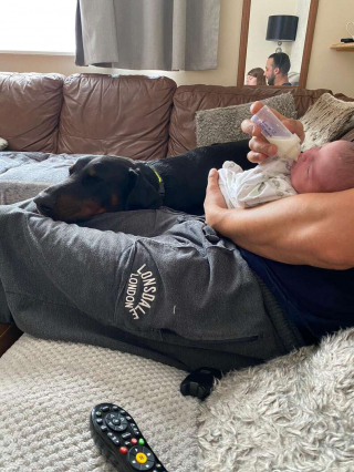 Illustration de l'article : Une vidéo filmée par le babyphone montre un Dobermann consoler un bébé âgé de 3 semaines 