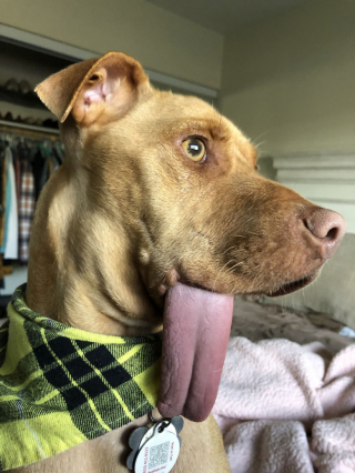 Illustration de l'article : Un sourire en plus mais une mâchoire en moins pour ce chien qui aurait pu mourir sans l’intervention des bénévoles
