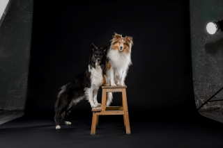 Illustration de l'article : 5 conseils précieux pour faire passer un casting à votre chien