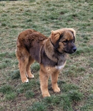 Illustration de l'article : Le retour miraculeux du jeune chiot perdu en pleine ville et sauvé par des pompiers héroïques