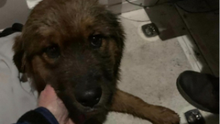 Illustration de l'article : Le retour miraculeux du jeune chiot perdu en pleine ville et sauvé par des pompiers héroïques