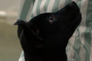 Illustration de l'article : Un bon samaritain sauve la vie d’un jeune chien, jeté d’une voiture en plein milieu de la route