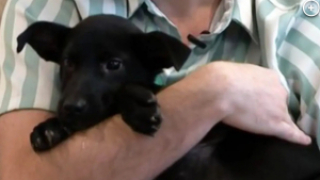 Illustration de l'article : Un bon samaritain sauve la vie d’un jeune chien, jeté d’une voiture en plein milieu de la route